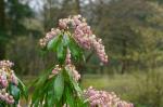 Pieris japoński, Pieris japonica