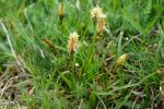 Turzyca, Carex sp.