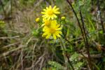 Starzec wiosenny, Senecio vernalis