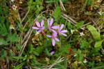 Iglica pospolita, Erodium cicutarium