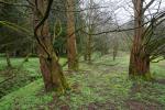 Metasekwoje chińskie, Metasequoia glyptostroboides