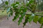 Ostrokrzew kolczasty, Ilex aquifolium